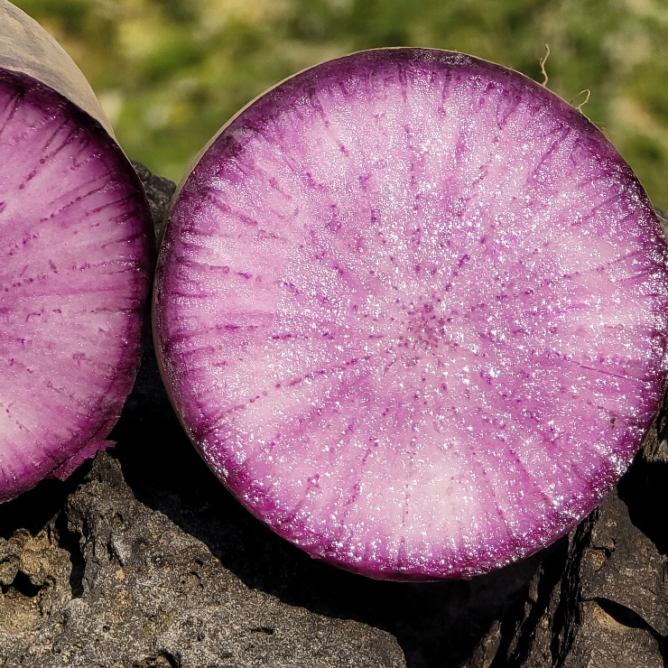 제주담은 자색무
